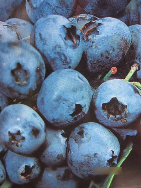 Vaccinium corymbosum Sunshine Blue - immergrüne Heidelbeere Sunshine Blue
